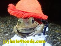 /home//u458753944/public_html/sourcegallery///////////////////////////Roxborough Toad Detour/2021/2021-04-11/P4110263.JPG